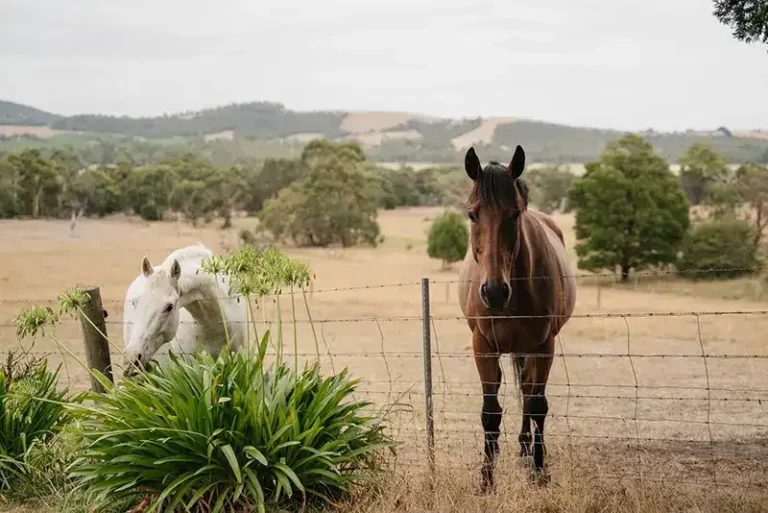 Wiggley Bottom Farm horses webp 768x513